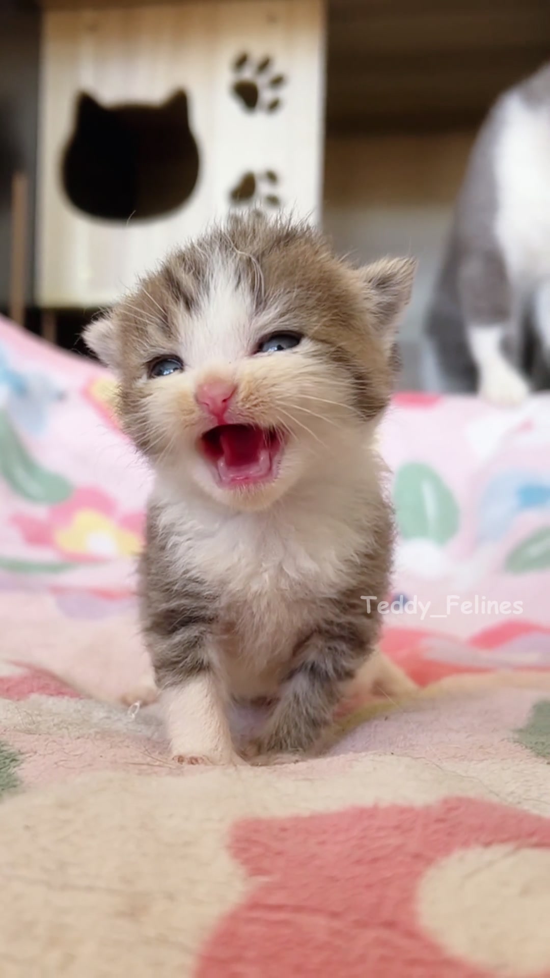 @Teddy_Felines 🧸🐾