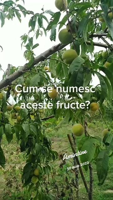 @Violeta iacob