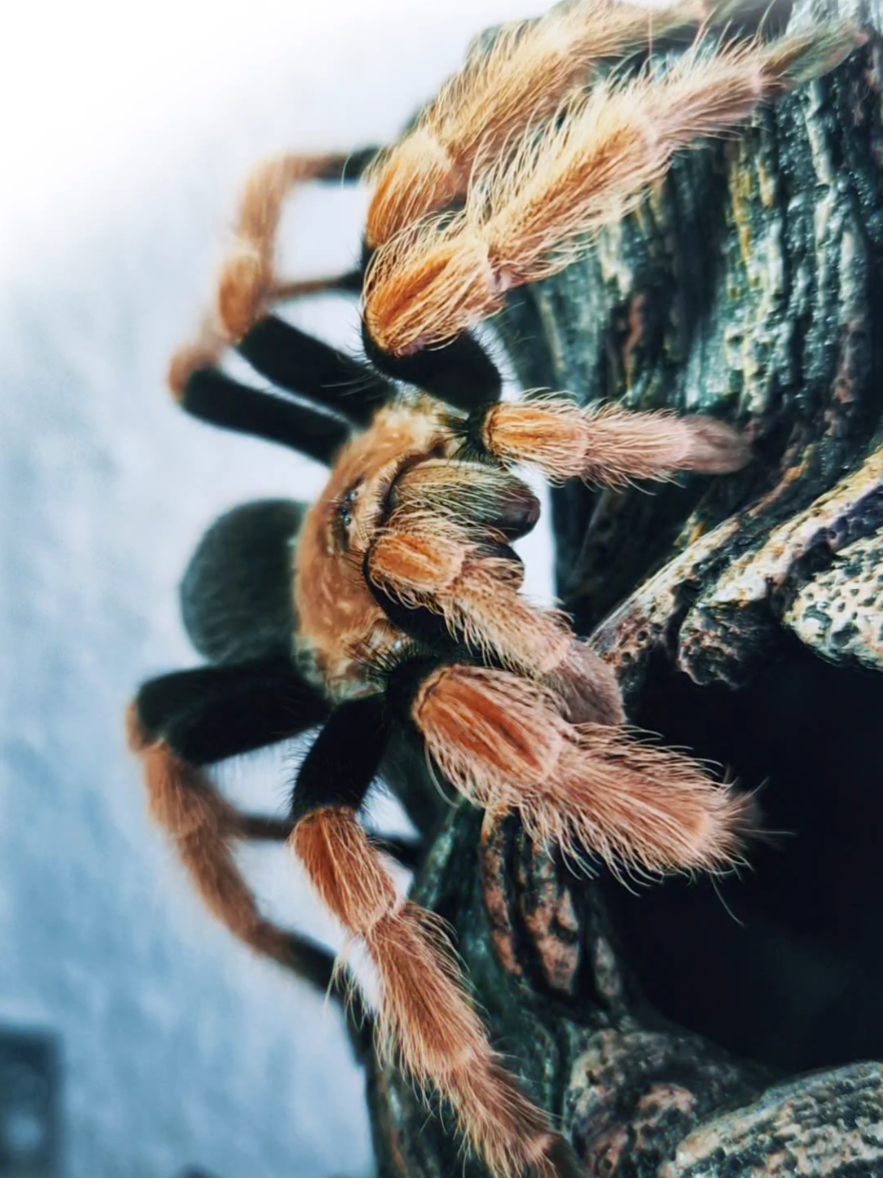 @brachypelma.de