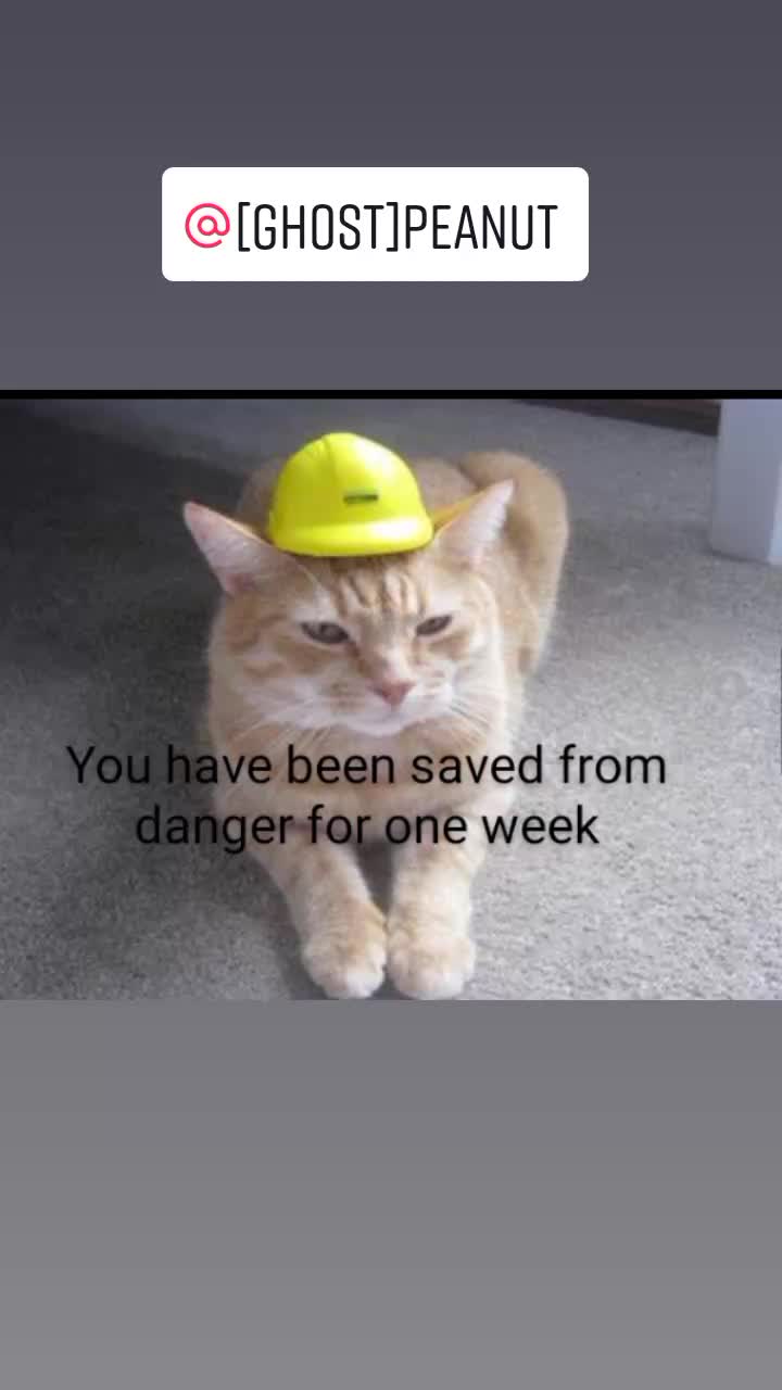 @Safety Cat