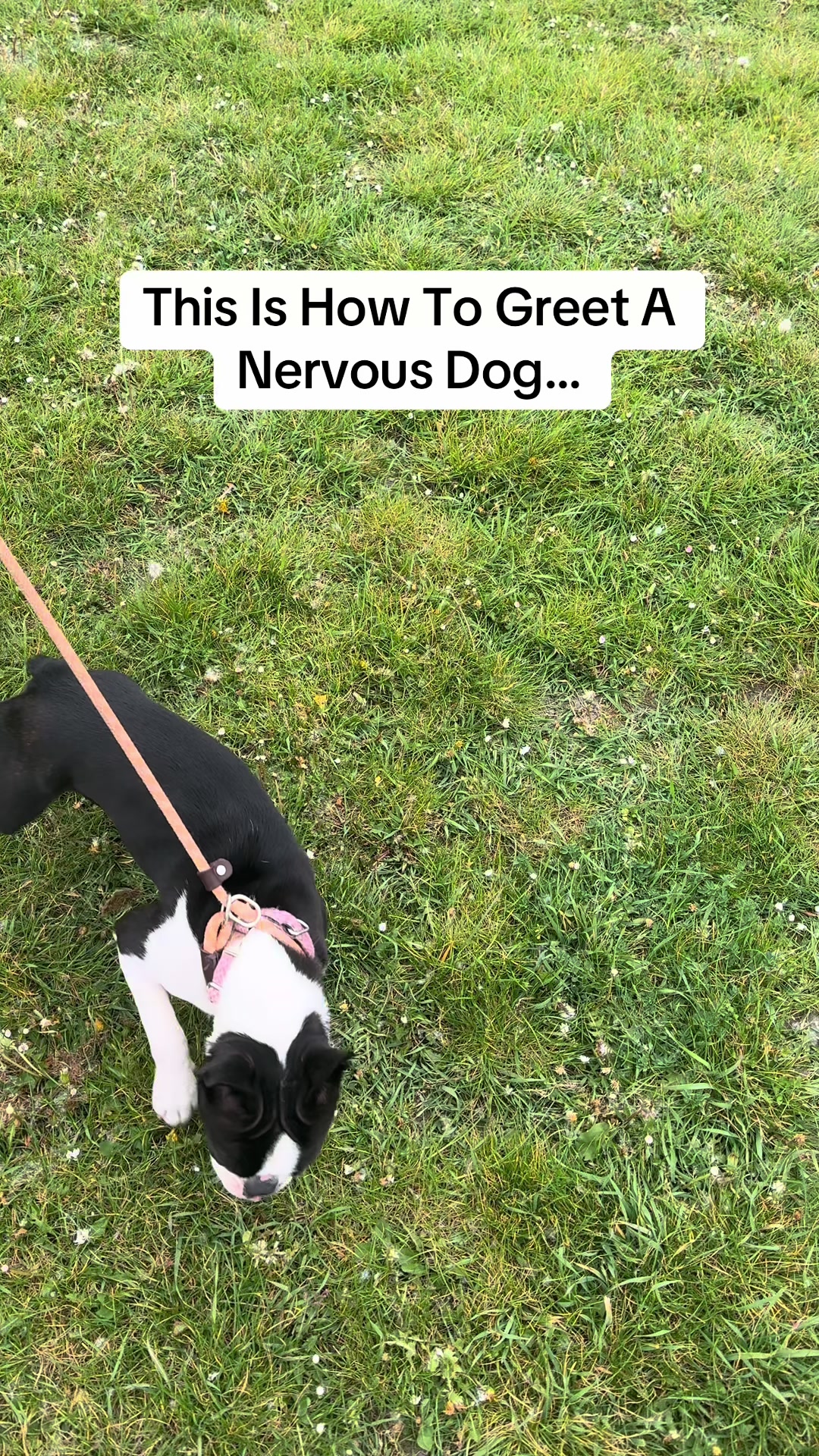 @SouthendDogTraining