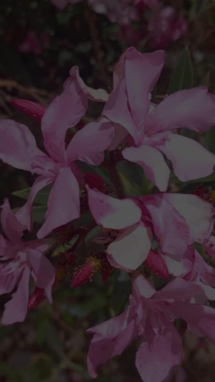 @لمسة فنانة