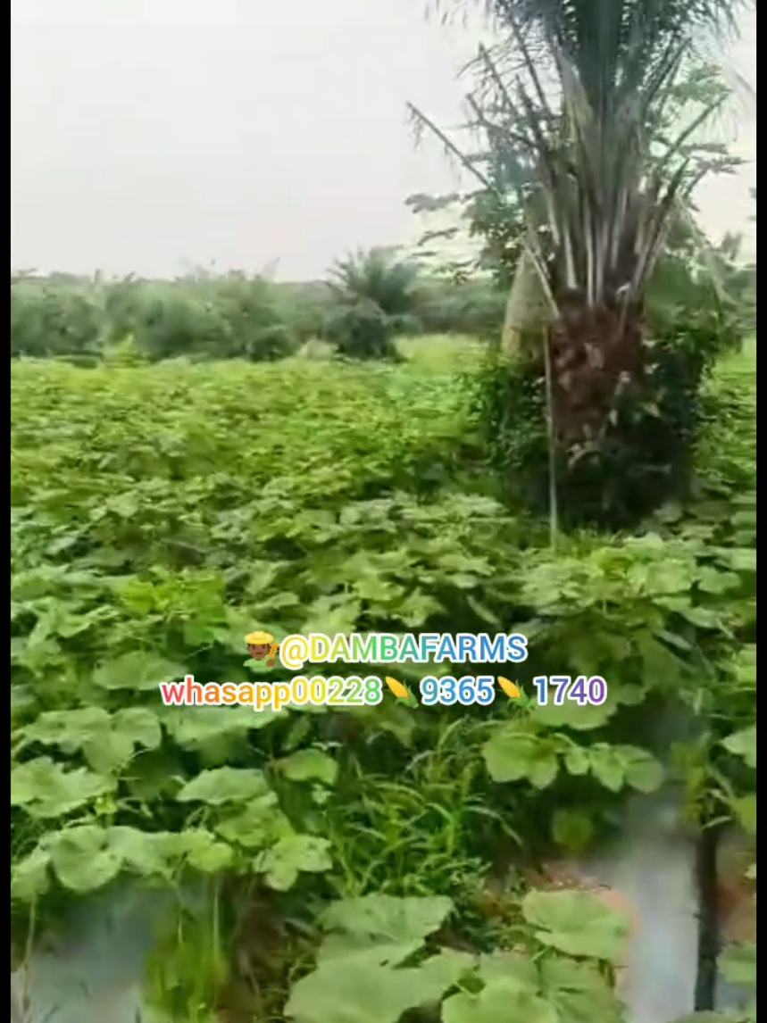 @dambafarms