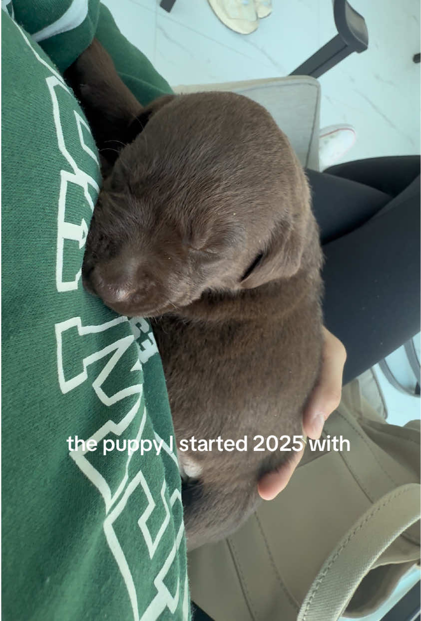 @Apollo the Choc Lab 🤎