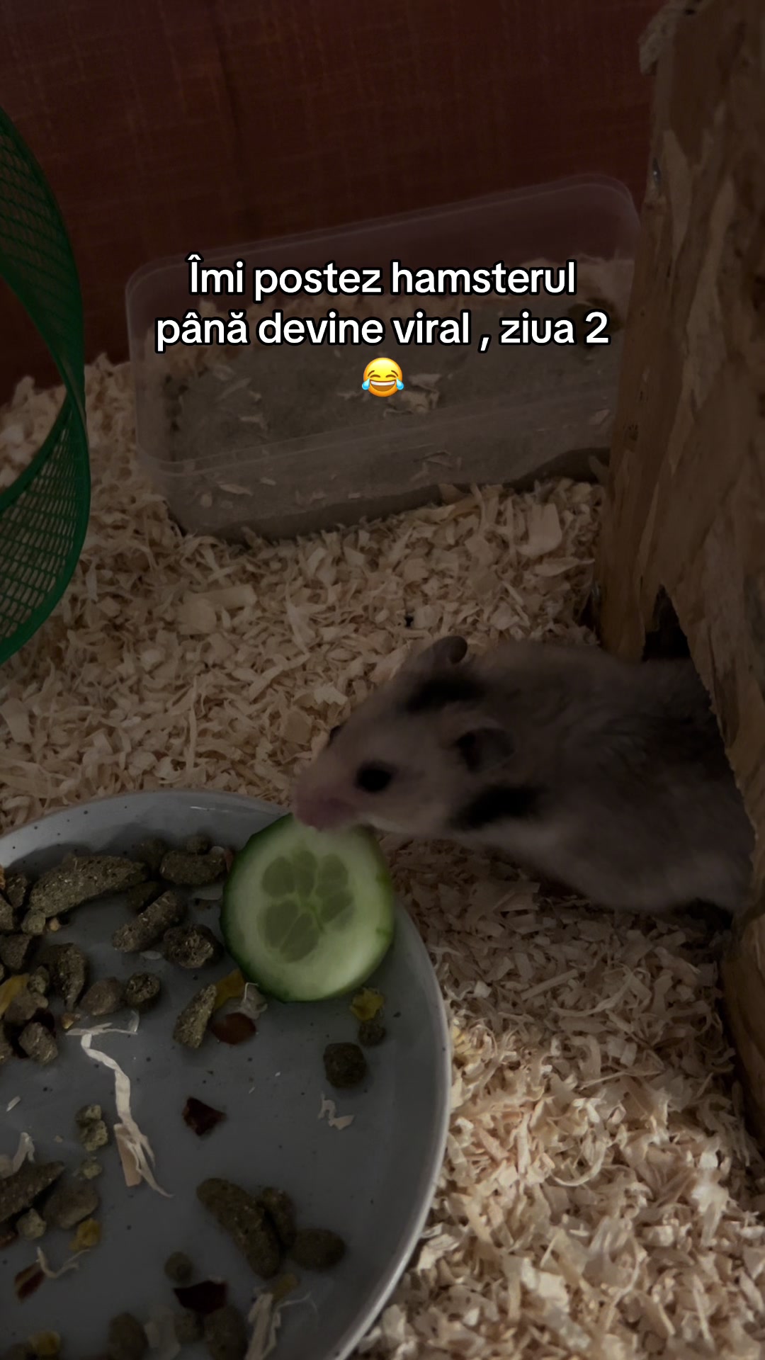 @Petraliana