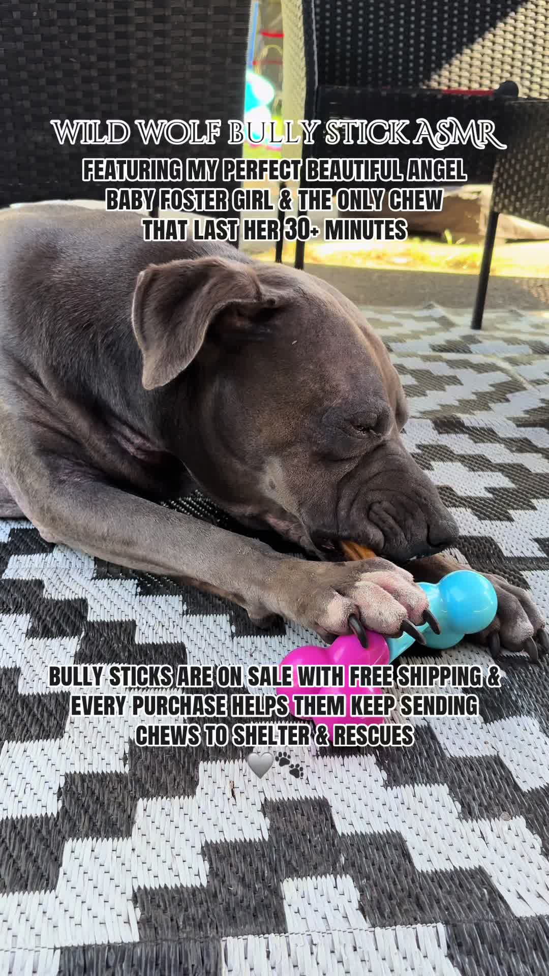 @kai•thedogmother🐾
