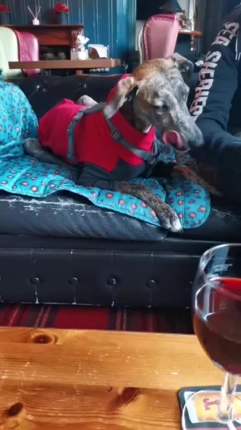 @LollyTheStrayDog