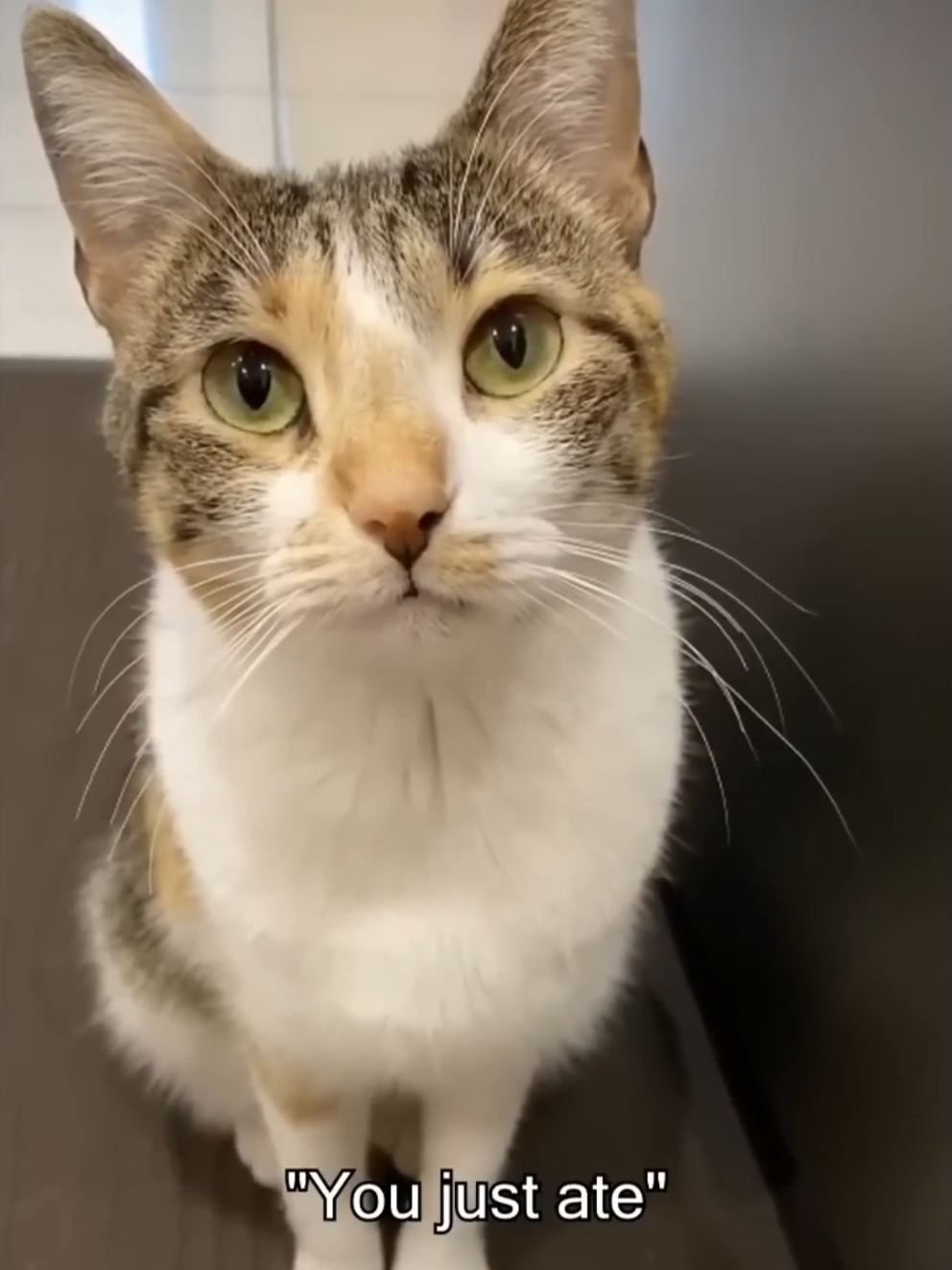 @DailyDoseOfKittyUK
