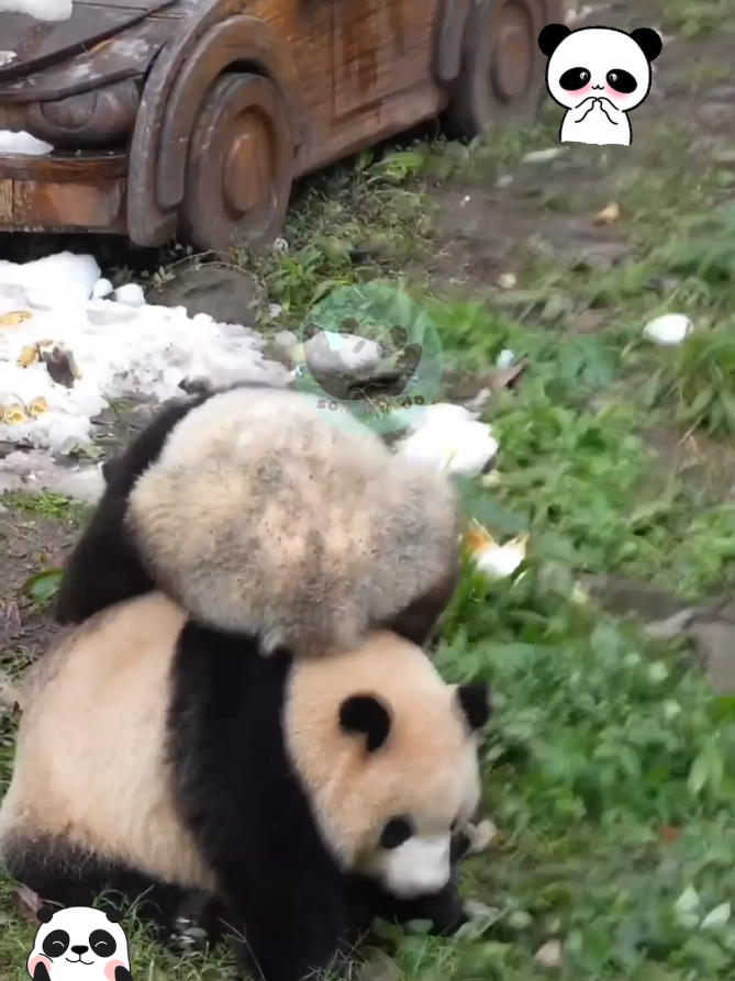 @Pandavibes