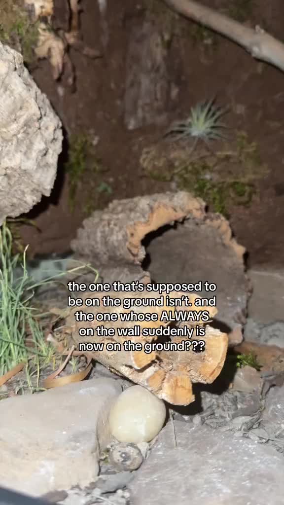 @faith𓆈🌱