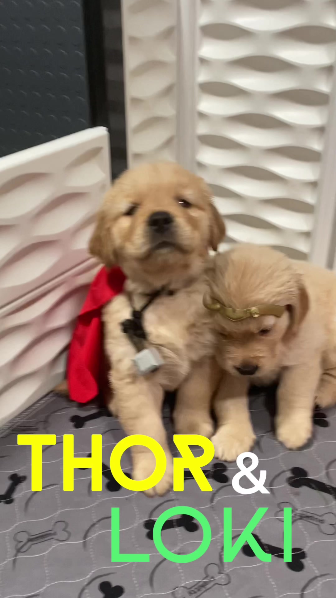 @AmoreDoroGoldens