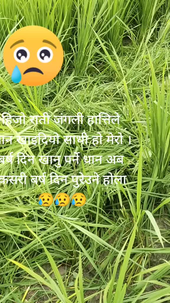 @mangolian