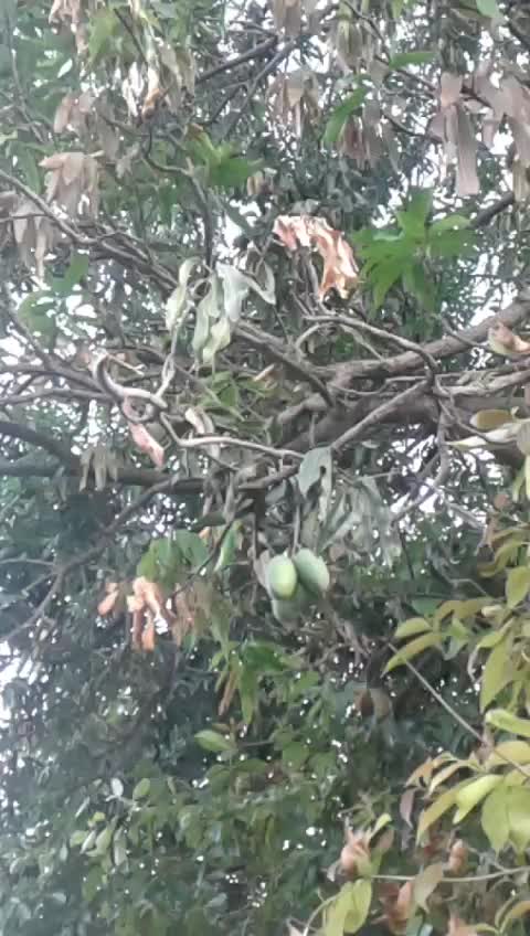 @ਫੱ ਤੂ ਸੋਹੀ