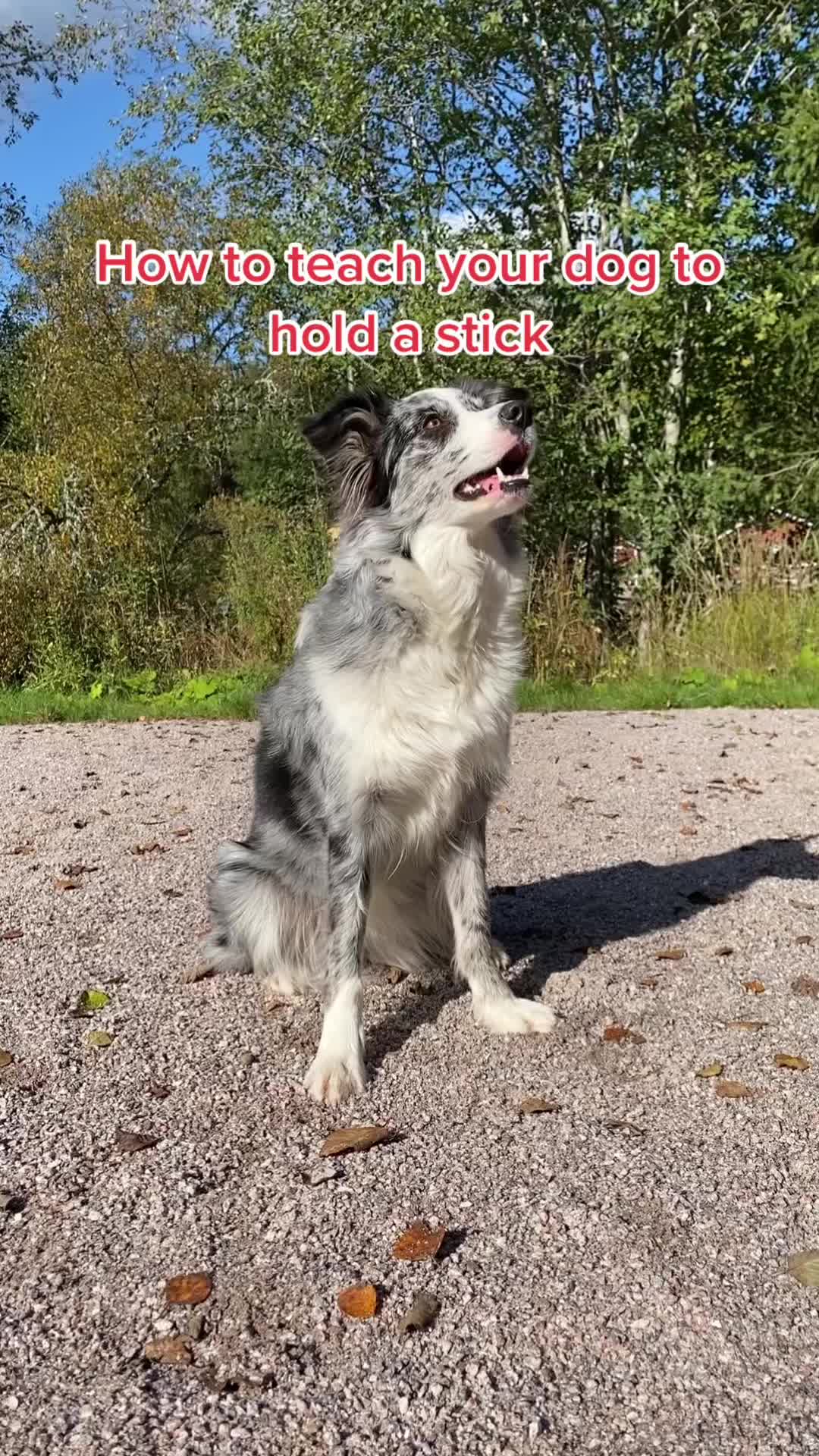 @bordercollieMuse
