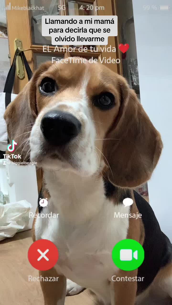 @biggieelbeagle