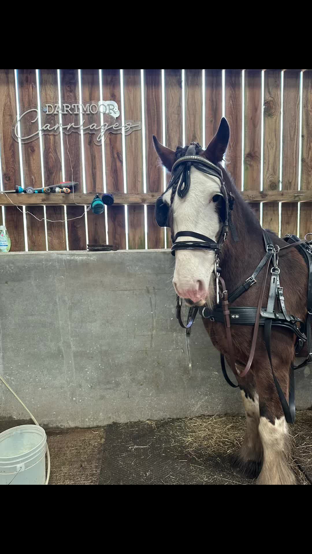 @Dartmoor Carriages