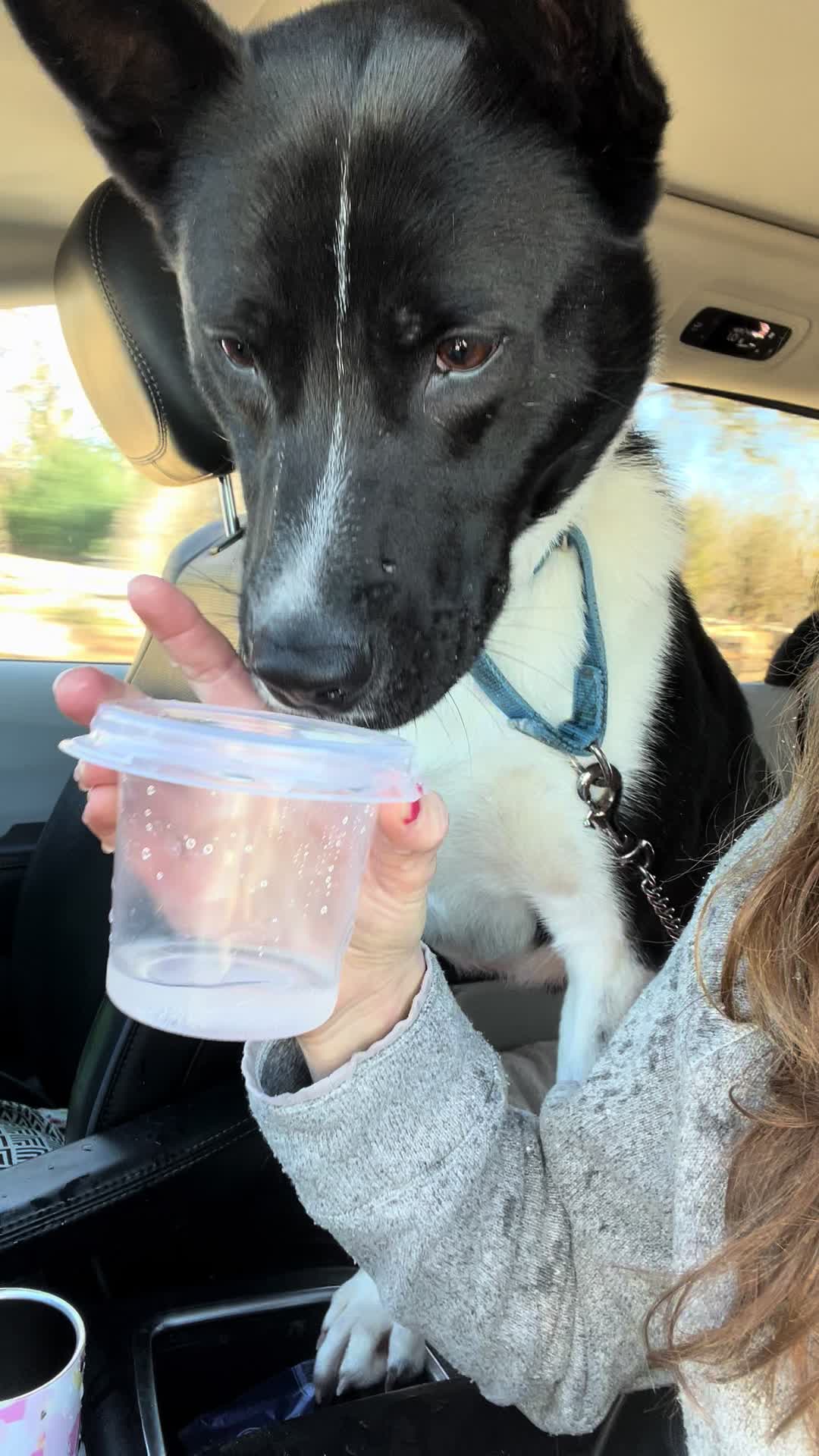 @HeyGoodDogs