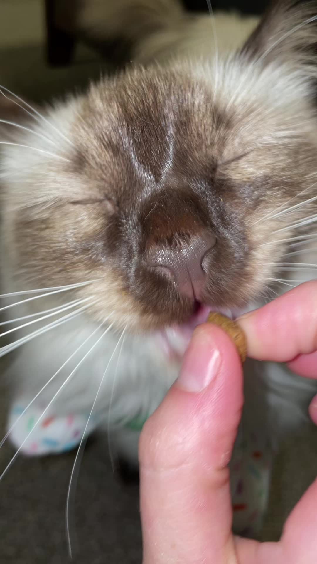 @brunokitten