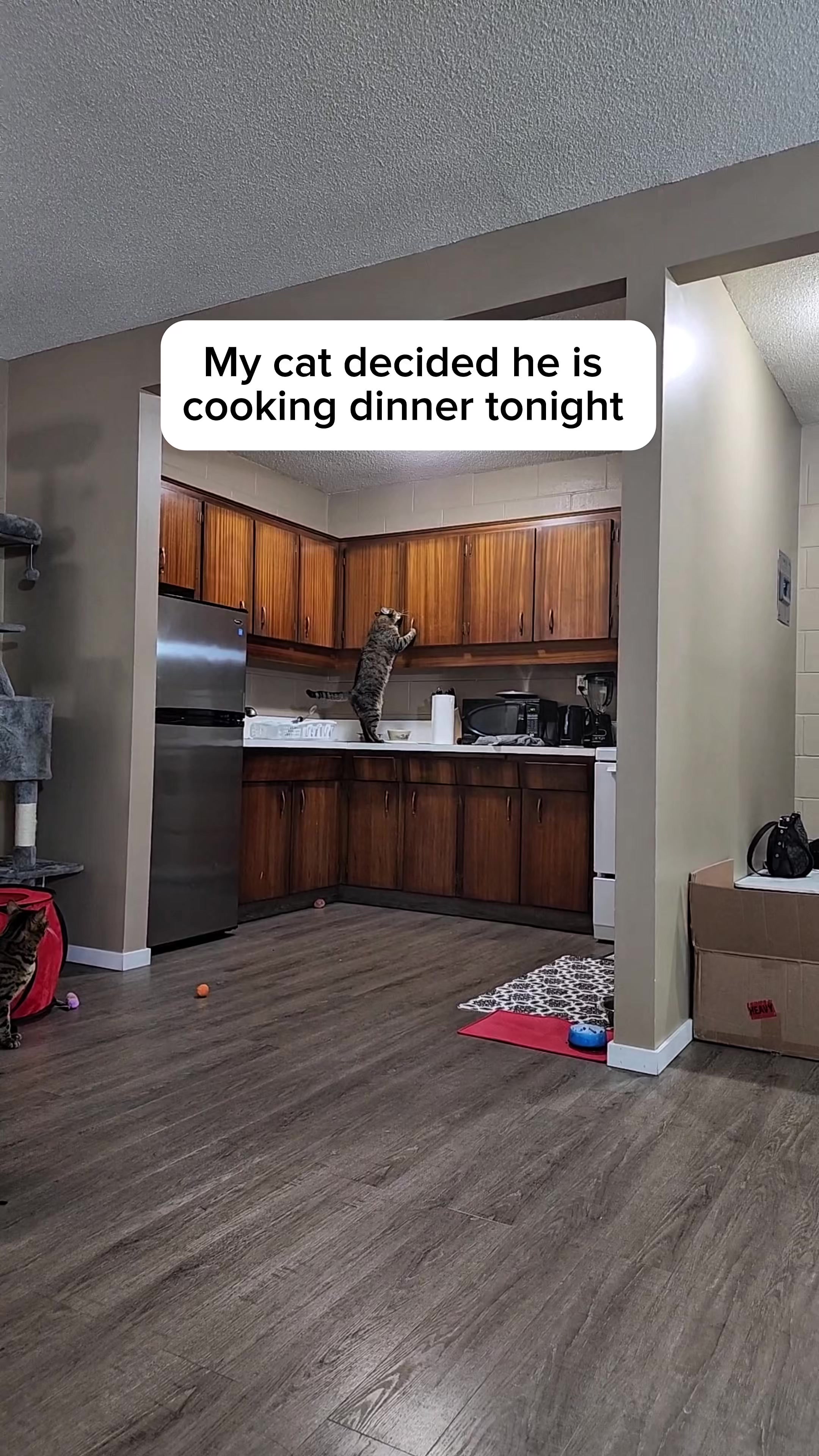 @Three Nawty Cats
