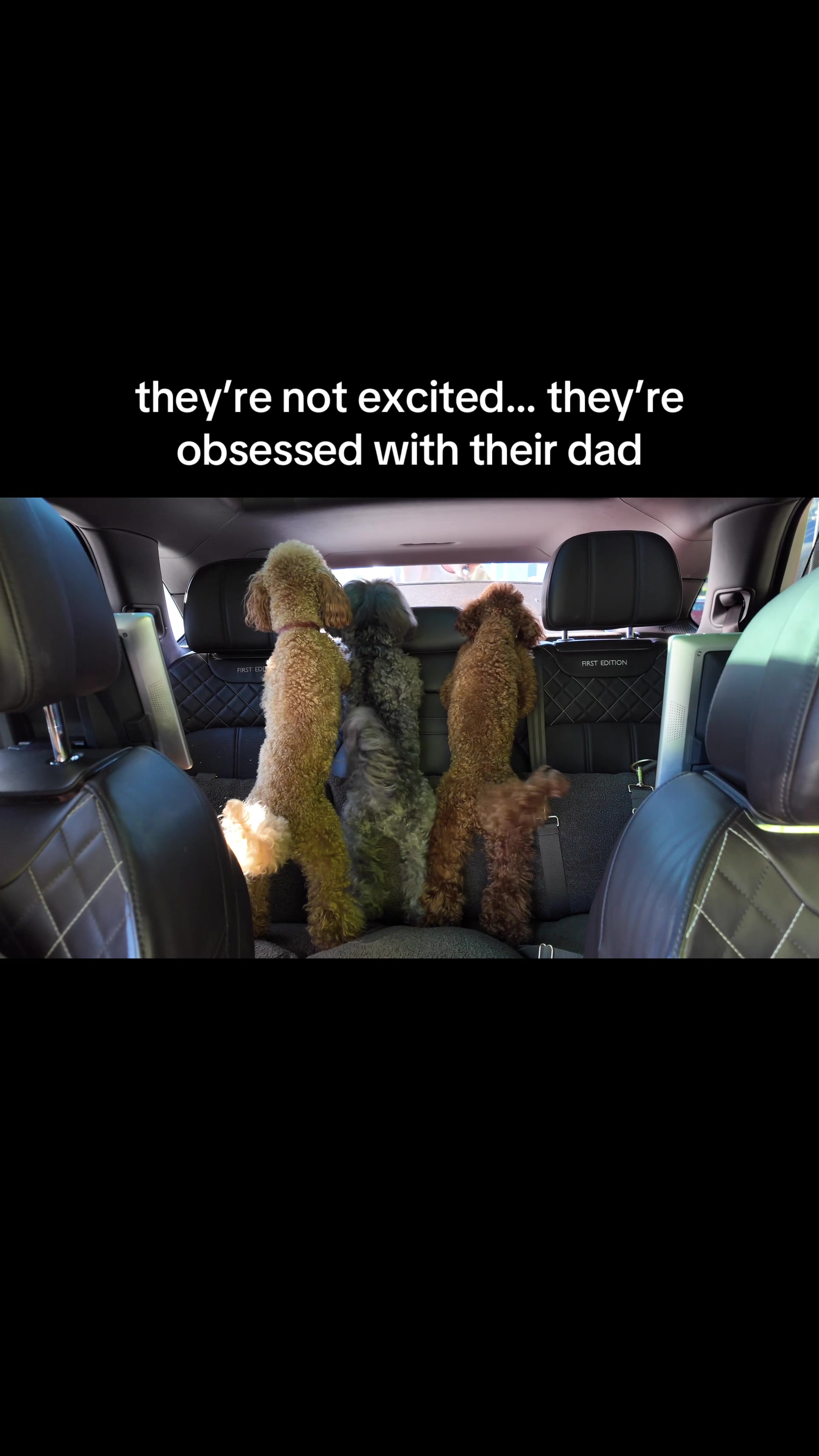 @Two & A Half Poodles | Dog Mom