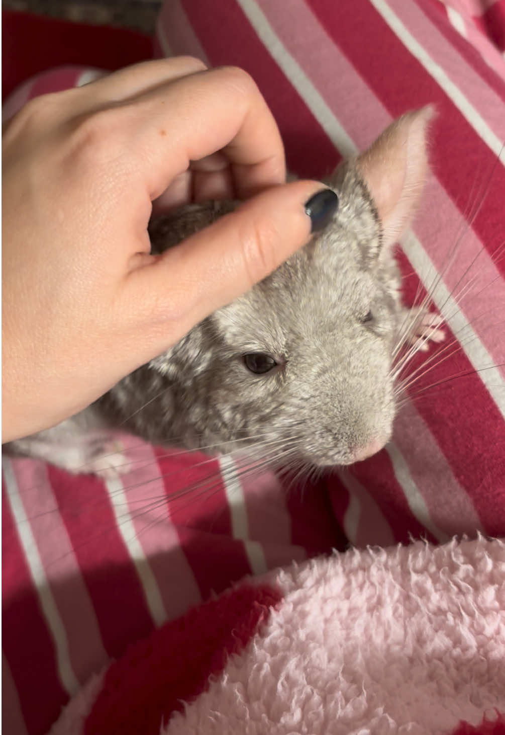@AlbiTheCinci🐭