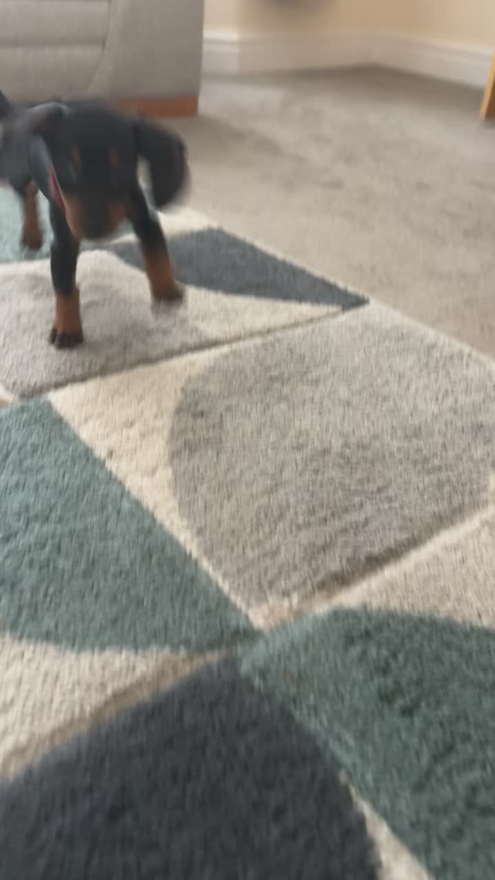 @Emily ][ DachshundDiaries