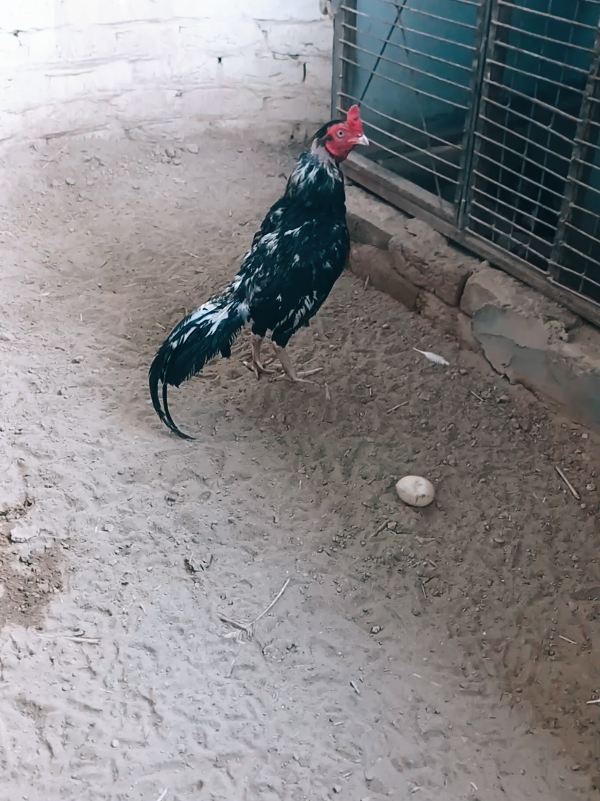 @Sajjad Aseel Farm