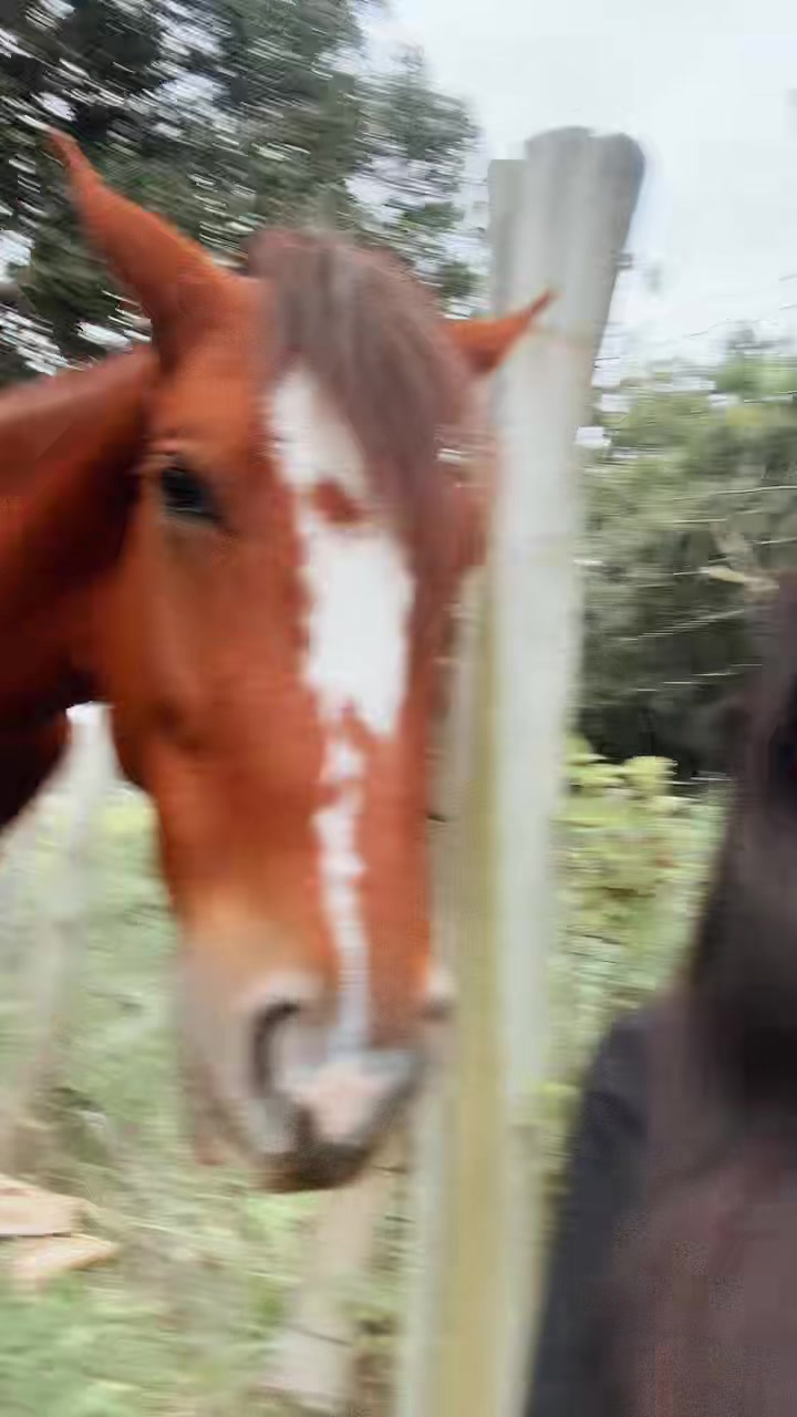 @iarinha