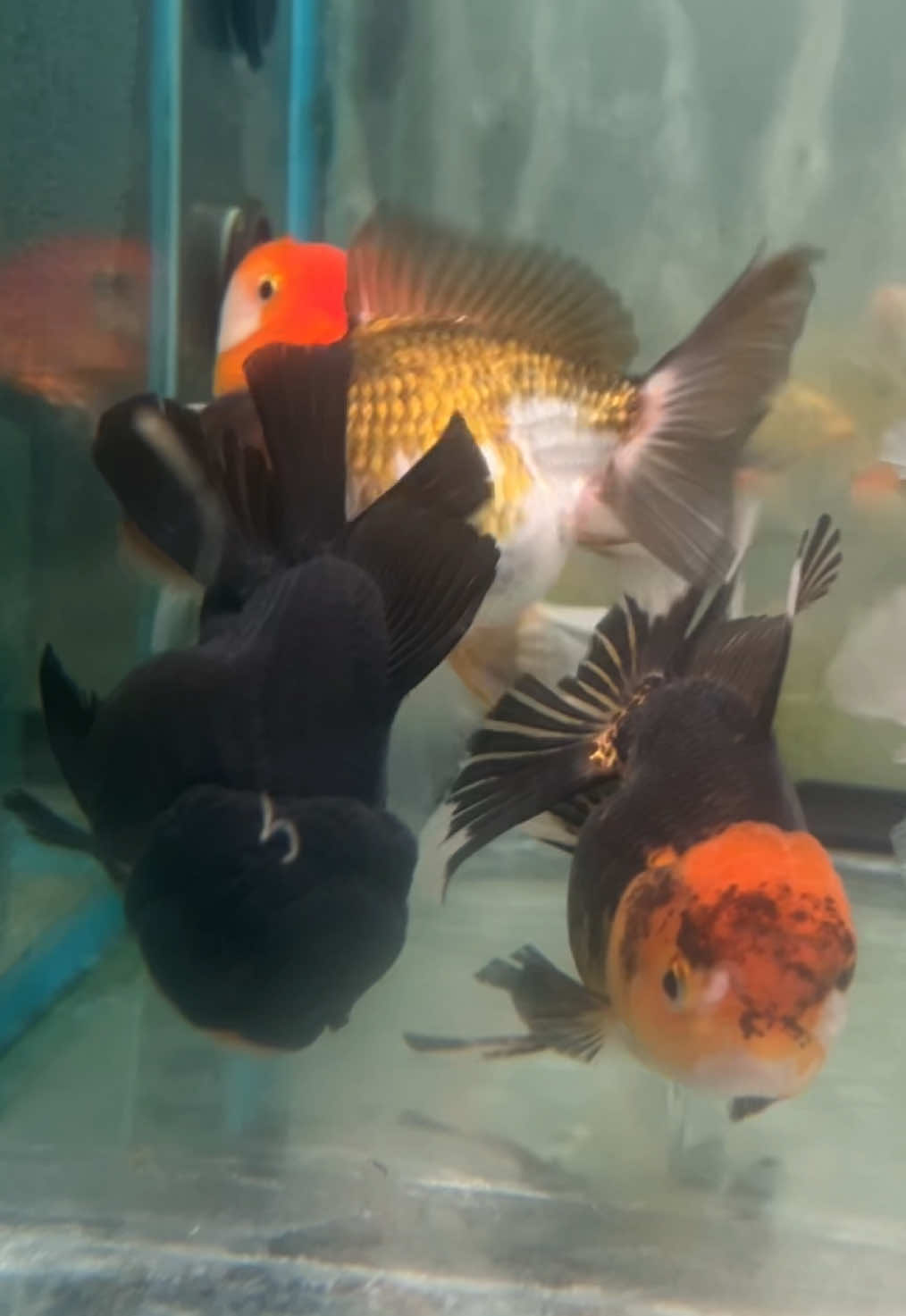 @Fish Ok