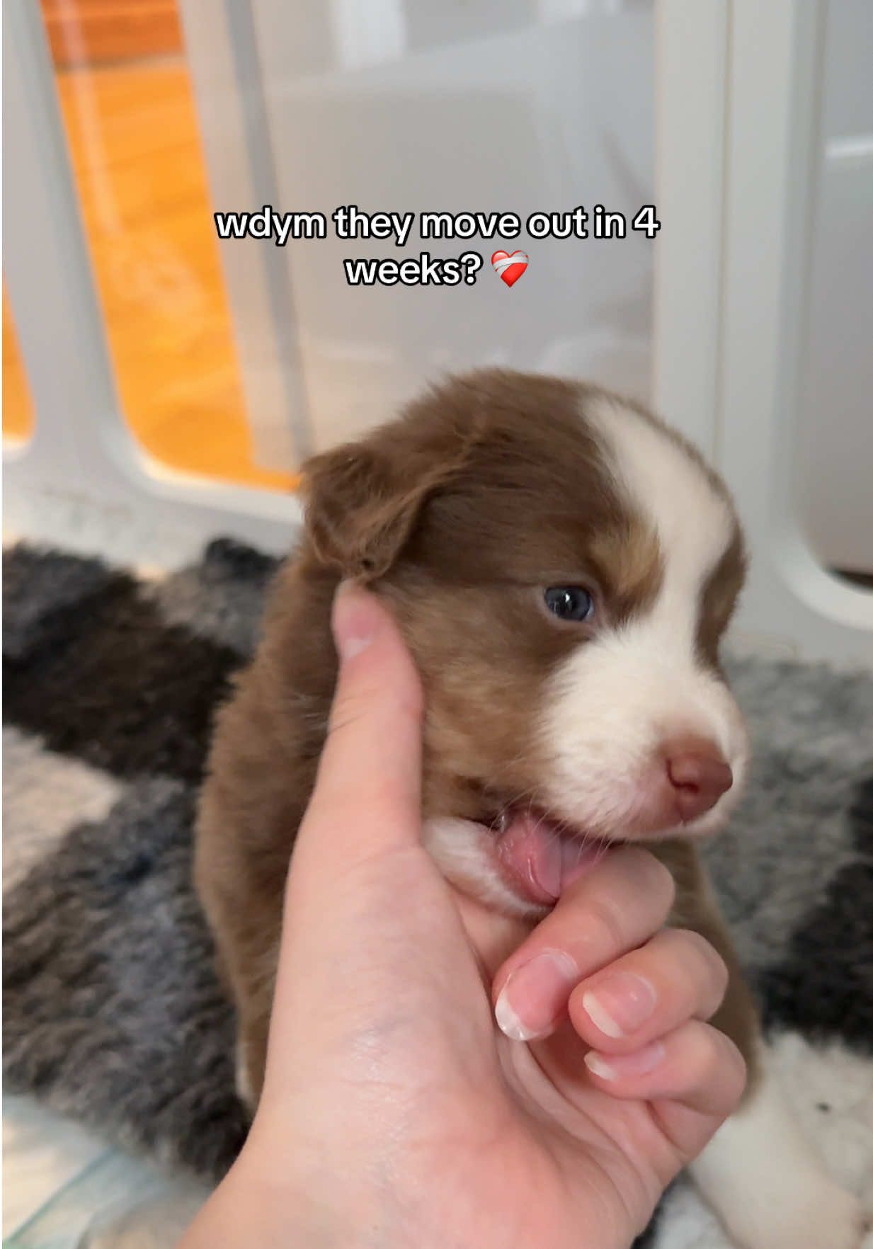 @cookiesncream