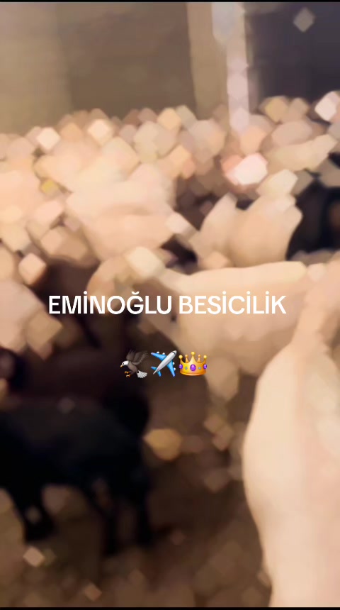 @EMİNOĞLU BESİCİLİK