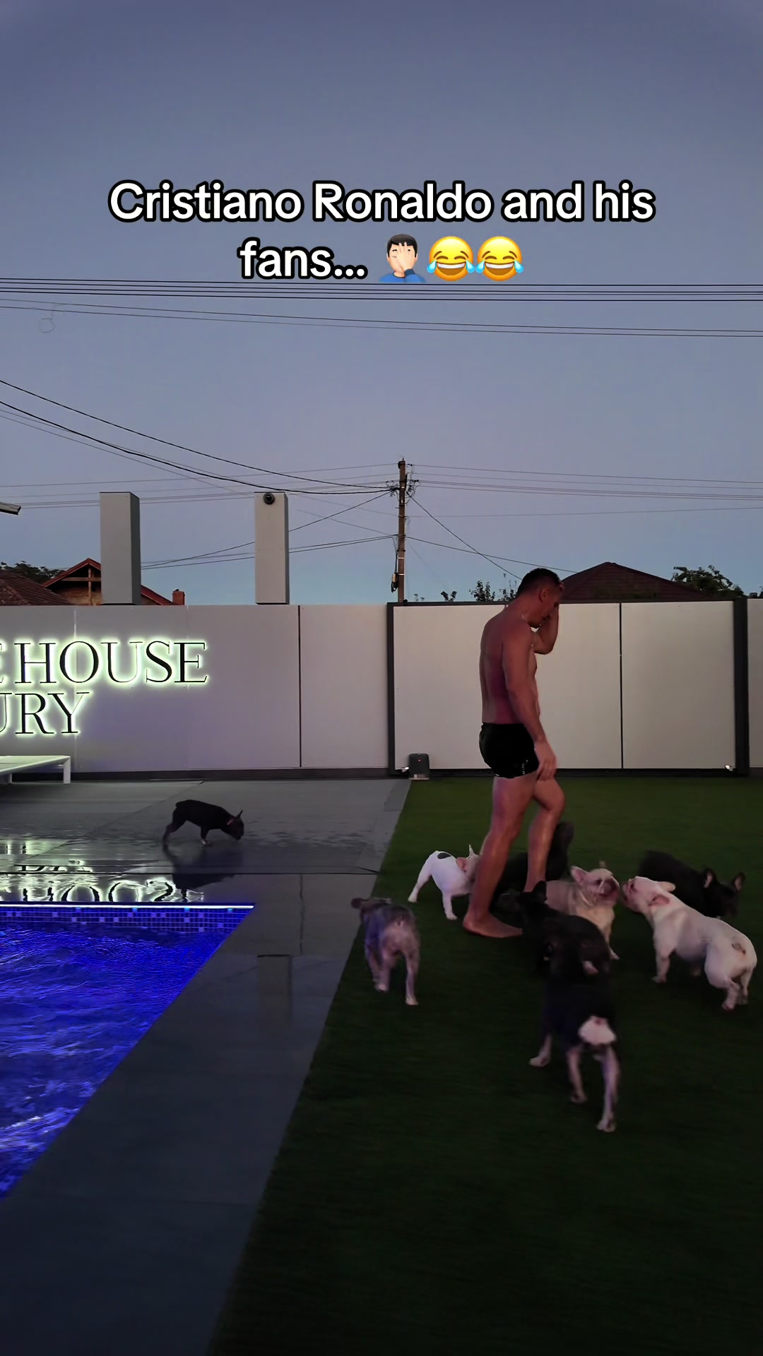 @✨Luxurious Frenchie House✨