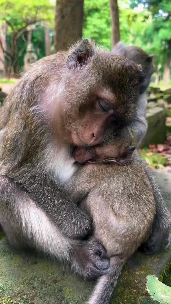 @Monkeyking❤