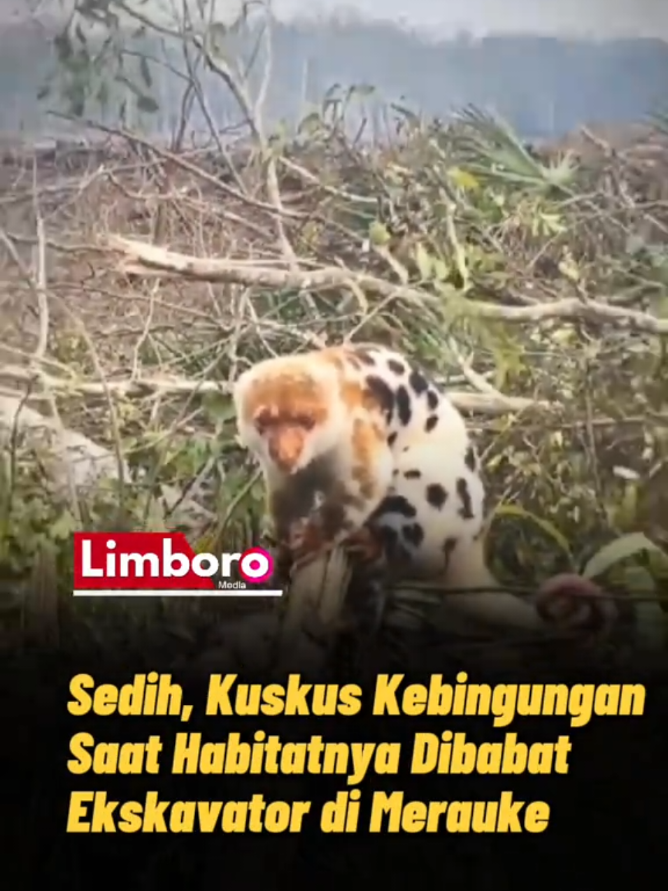 @LimboroMedia