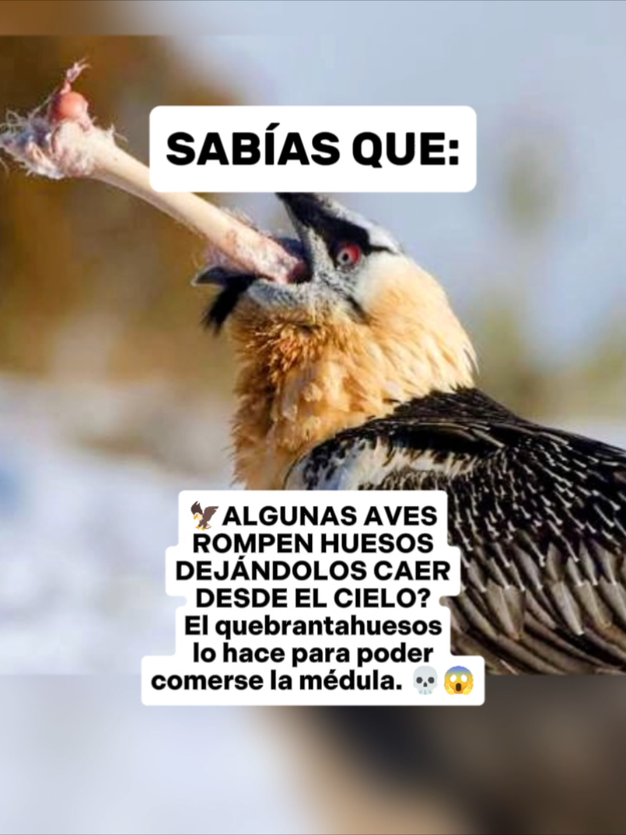 @CLUB DE ANIMALES