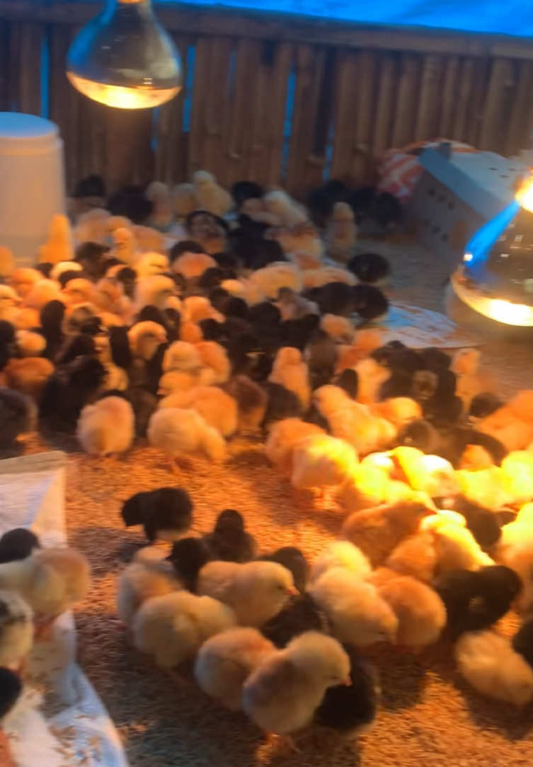 @Poudel Poultry Farm 🐔