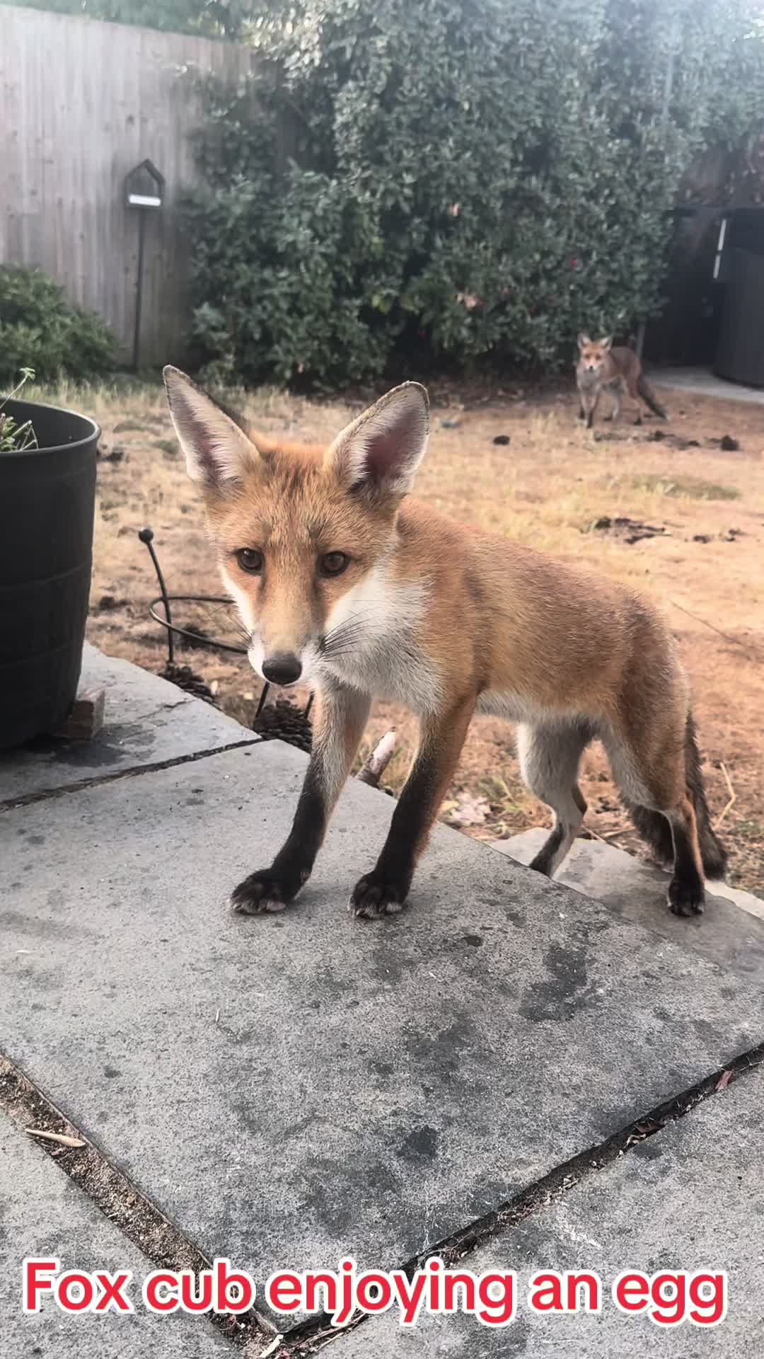 @gp_wildlife