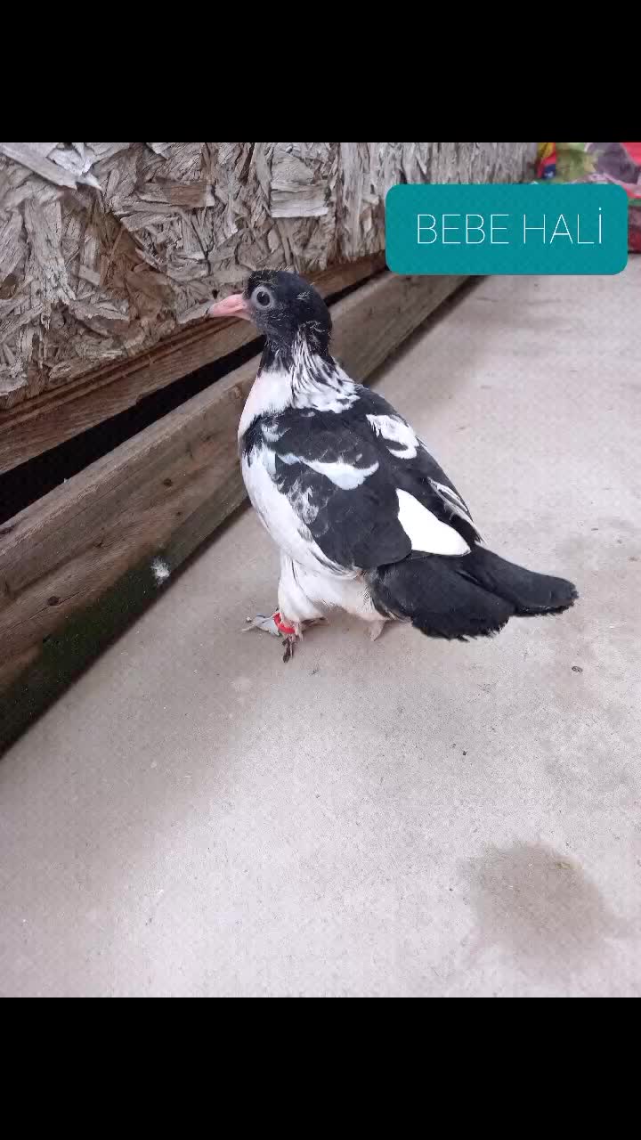 @Hasancan Tömek