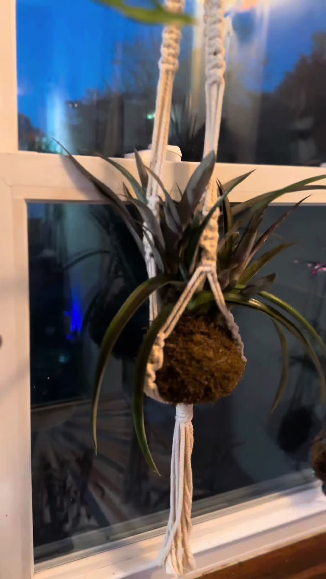 @Art-Plant-Upcycle