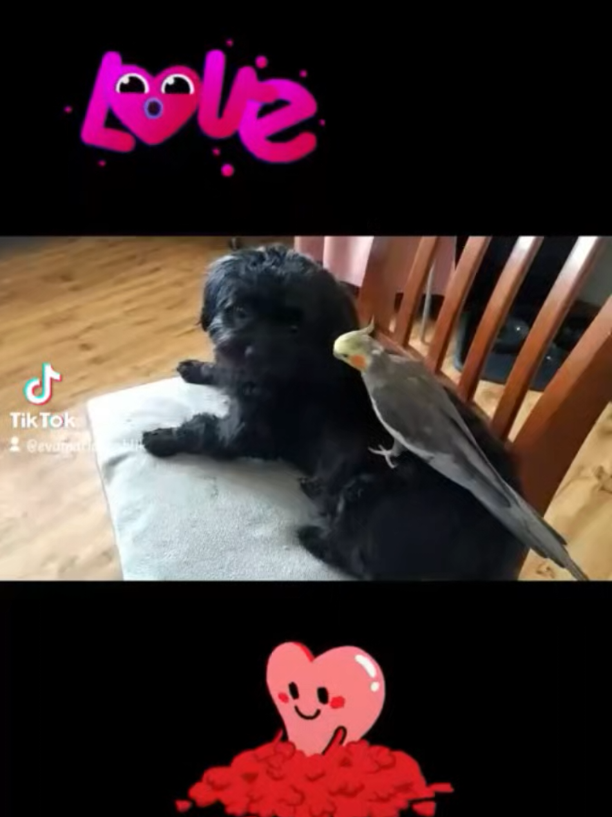 @🐦Eva Maria Vráblíková 🐕