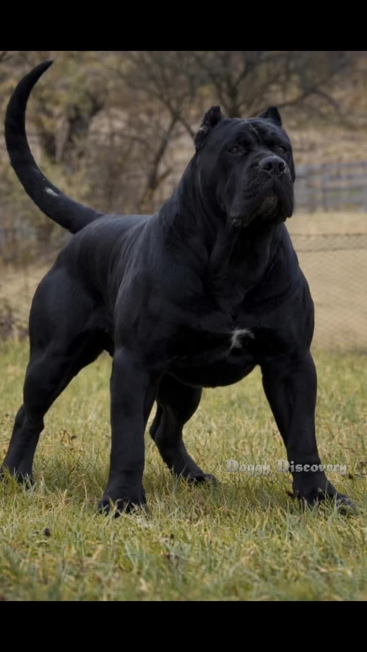@Doggy Discovery