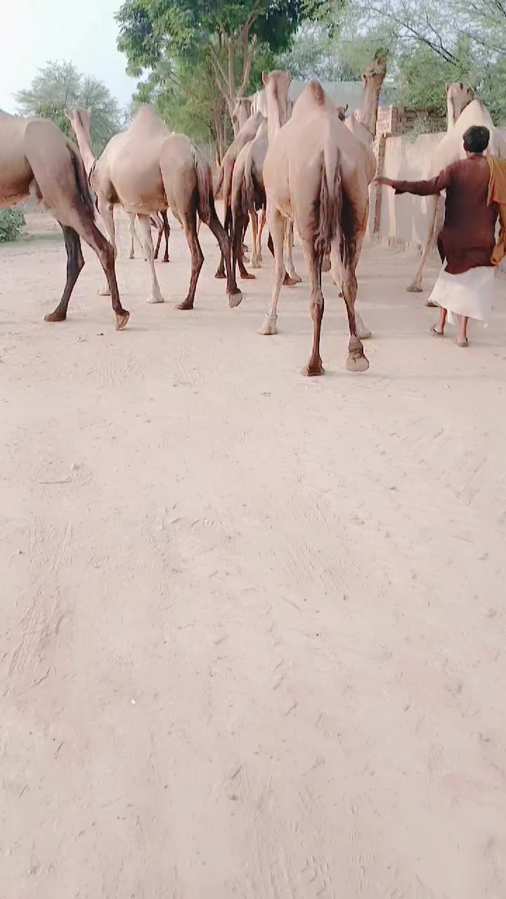 @Khan Insaf Parihar