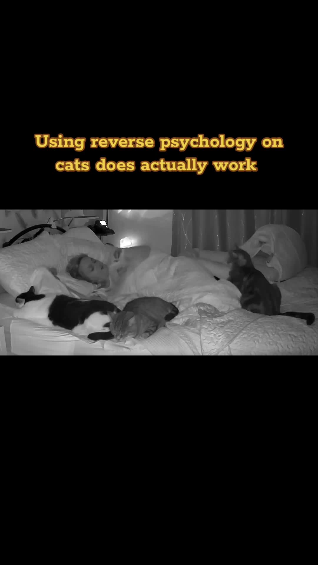 @romina_mycatfamily