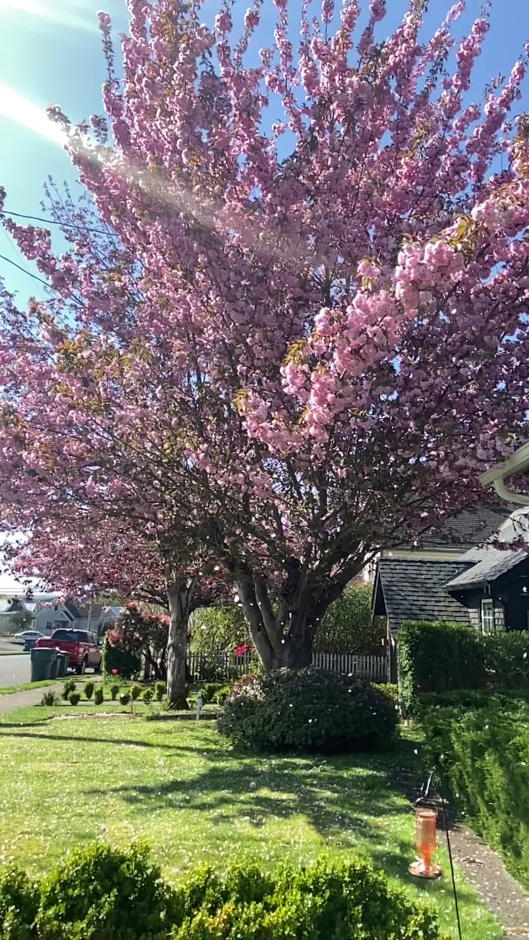 @pnw_dez
