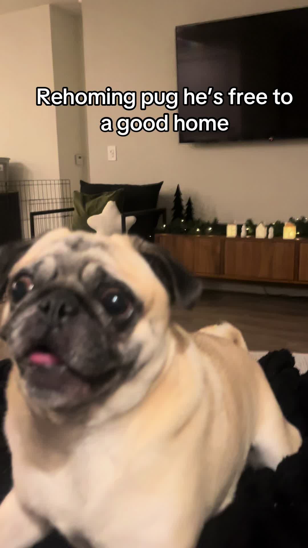 @Rigatoni the Pug