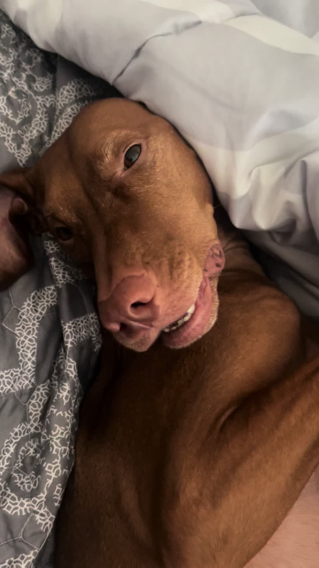 @Brookie The Vizsla