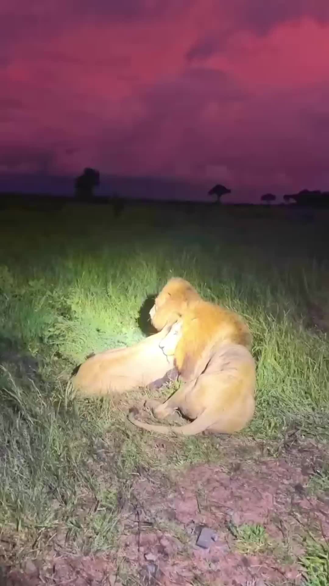 @Predator Life
