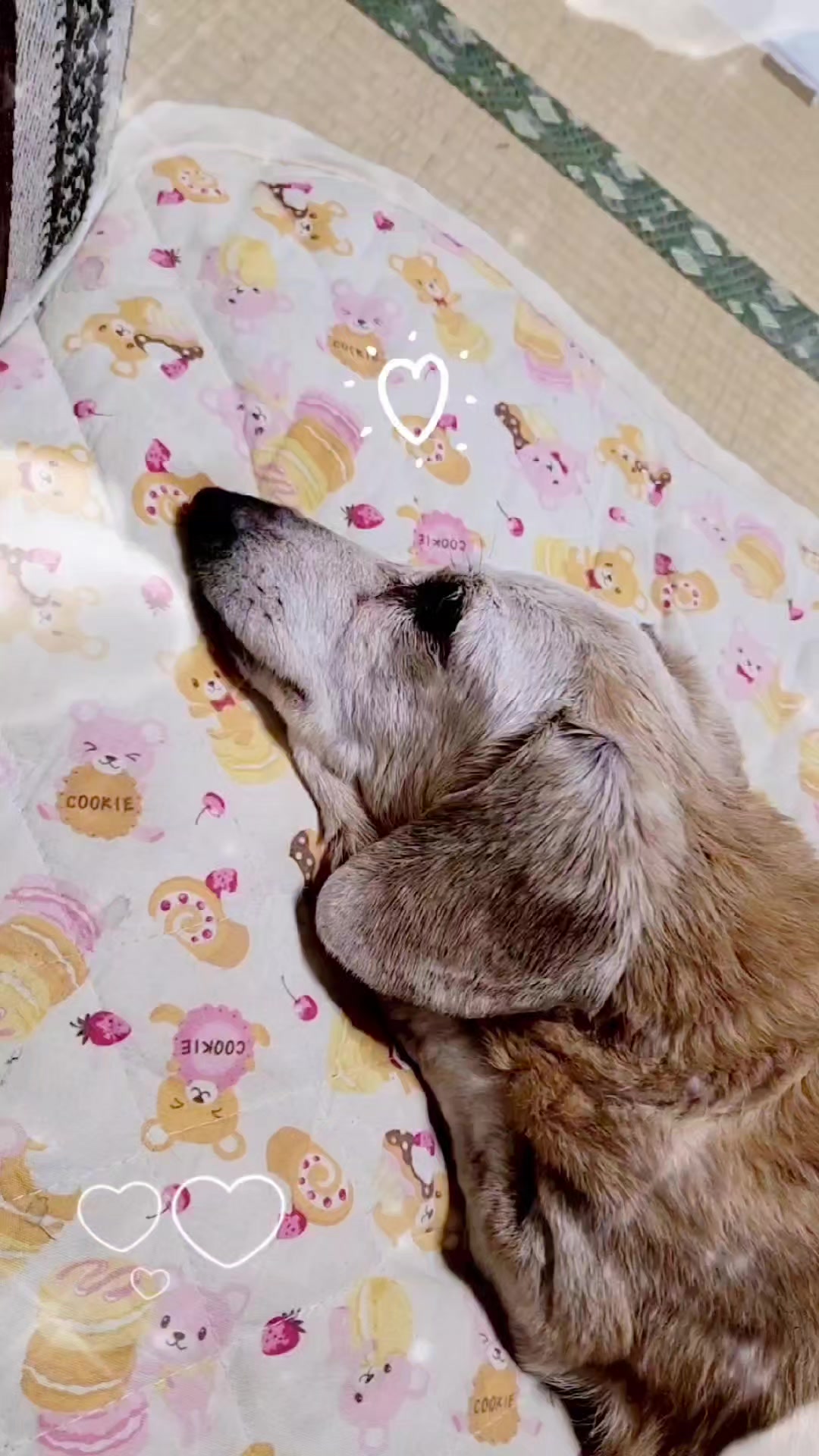 @杏蜜～5dogs and family～