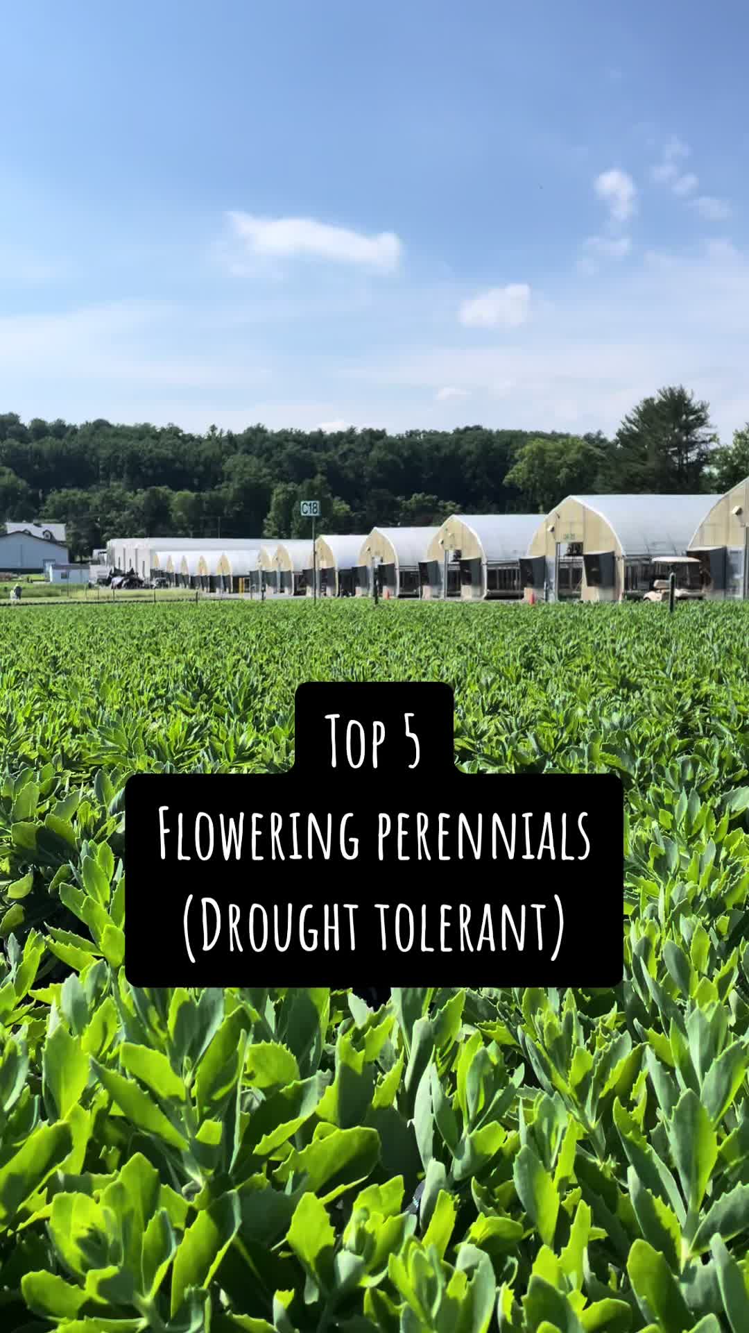 @The Perennial Farm