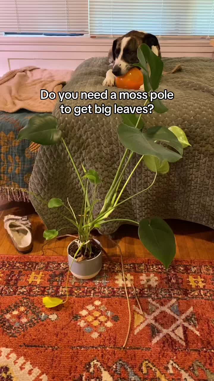 @championofmediocreplants